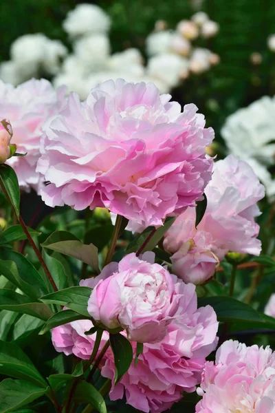 Pivoine, une fleur floue qui ressemble étrangement à une rose . — Photo