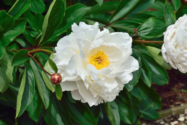 Peonie, blousey квітка, яка має надприродною схожість з троянди. — стокове фото
