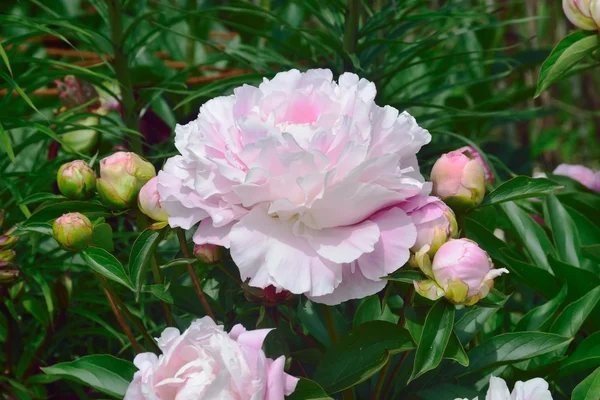 Peonie, bir gül için esrarengiz bir benzerlik vardır benim çiçek.