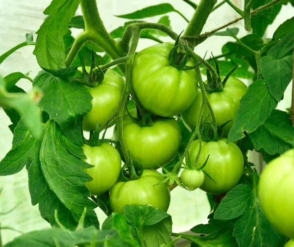 Green Tomatoes in waiting . — Stock Photo, Image