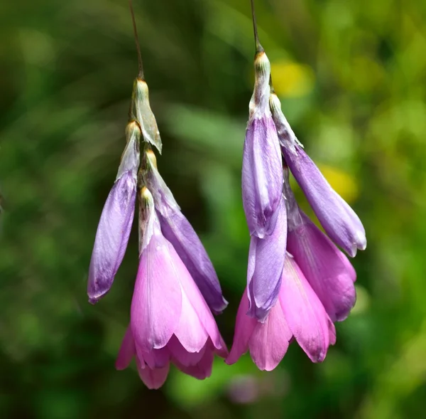 DIORAMA. A beautiful bell shaped blue flower. — Stock Photo, Image