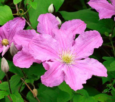 Clematis, Comtesse de Bouchard..