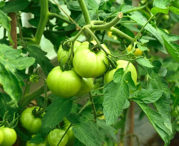 Tomates verdes na videira.. — Fotografia de Stock