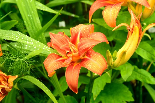 Día Lily en casa de campo jardín . — Foto de Stock