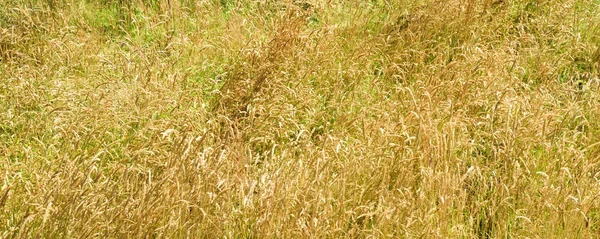 Campo de hierba silvestre . — Foto de Stock