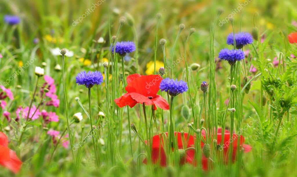 Wild Flower Cottage Garden Stock Photo C Studioone123 118529686