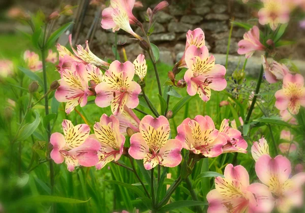 Pink and white Alstromeria. — Stock Photo, Image