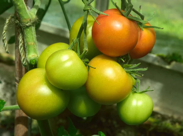 Nearly ready for picking. — Stock Photo, Image