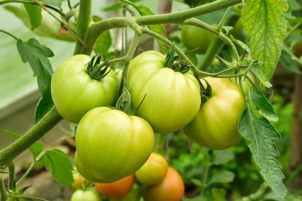 Nearly ready for picking. — Stock Photo, Image