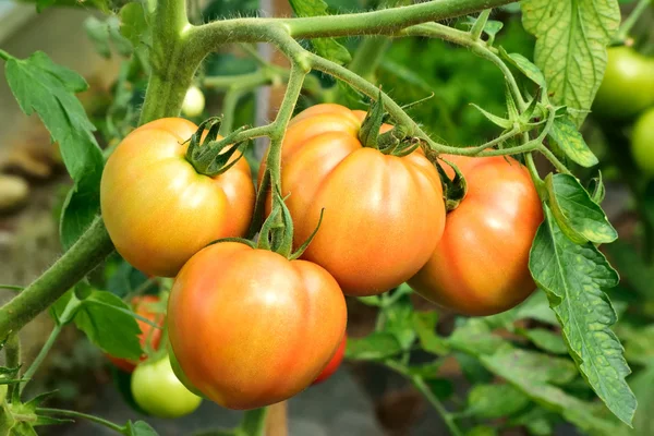 Ripening on the vine. — Stock Photo, Image