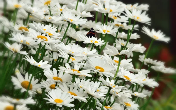 Topluca papatya beyaz.