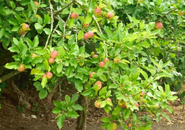 Yeme elma çekilmek üzere bekleyen ağaç üzerinde.
