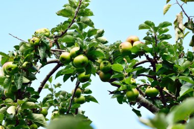 Çekilmek üzere bekleyen ağaç üzerinde elma yemek.