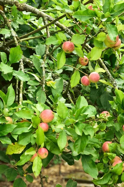 Spiser epler på treet som venter på å bli plukket . – stockfoto
