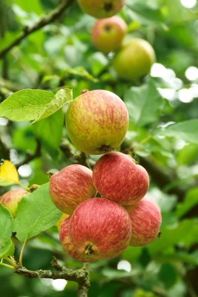 Spiser epler på treet som venter på å bli plukket . – stockfoto