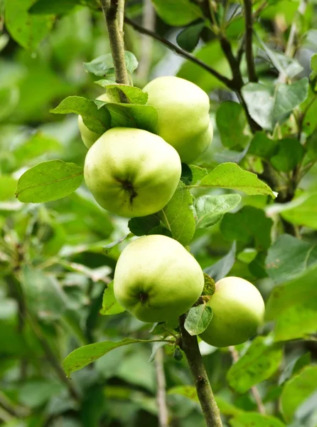 Τα μήλα για μαγείρεμα σχετικά με το δέντρο που περιμένουν να συλλεχθούν. — Φωτογραφία Αρχείου