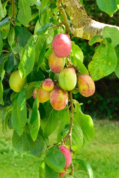 Victoria plums on the tree. — Stock Photo, Image