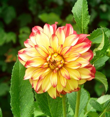 Pembe ve sarı elmasta Dahlia.