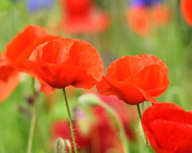 iki güzel kırmızı haşhaş.