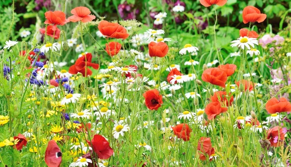 Rote Mohnblumen im Wildblumengarten. — Stockfoto