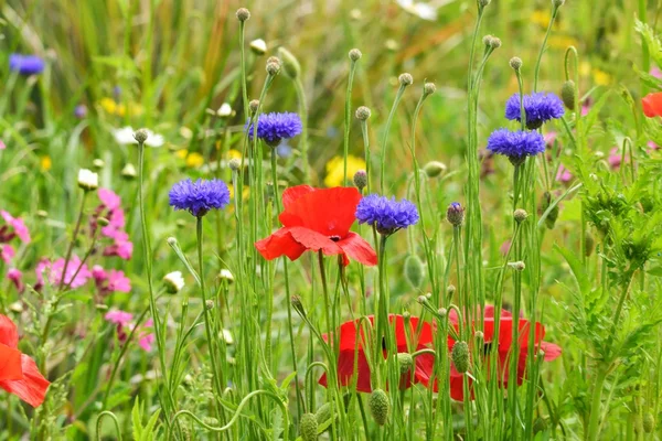 Rote Mohnblumen im Wildblumengarten. — Stockfoto