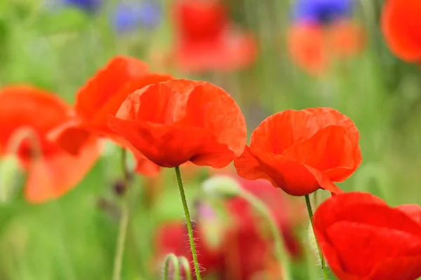 Røde valmuer i blomsterhagen . – stockfoto