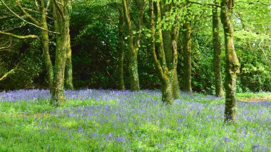 İngiltere'de, Bluebell woods bahar.