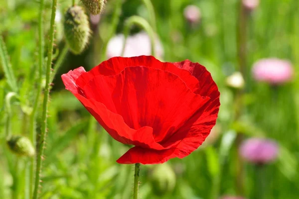 Røde valmuer i blomsterhagen . – stockfoto