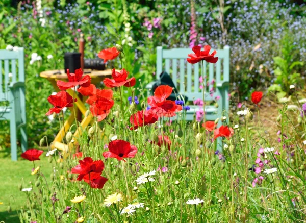 Červené máky v zahradě divoká květina. — Stock fotografie
