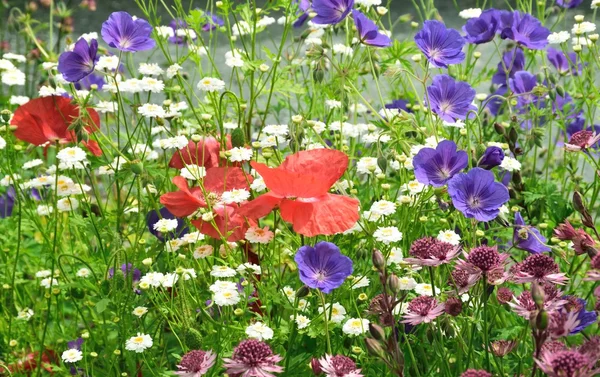 Rote Mohnblumen im Wildblumengarten. — Stockfoto