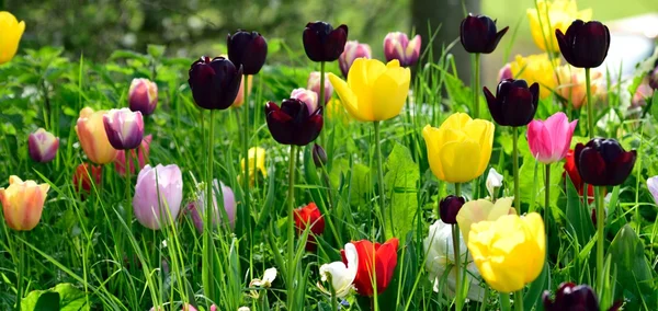 Daffodils on display. — Stock Photo, Image