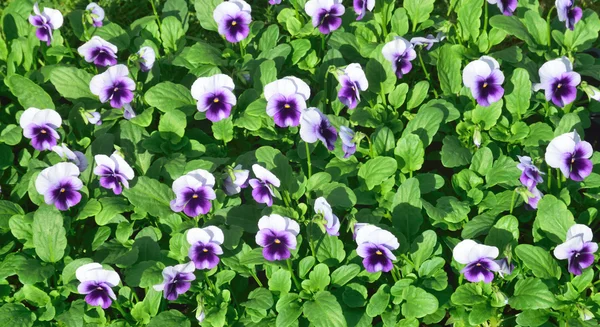 Violette und weiße Viola. — Stockfoto