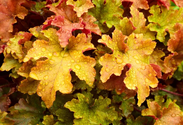 Heuchera "Marmelade, feuilles . — Photo