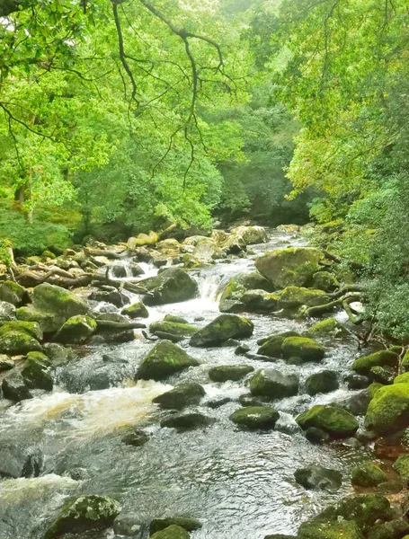 Magiczne lasy, biała woda po skałach w gorge. — Zdjęcie stockowe