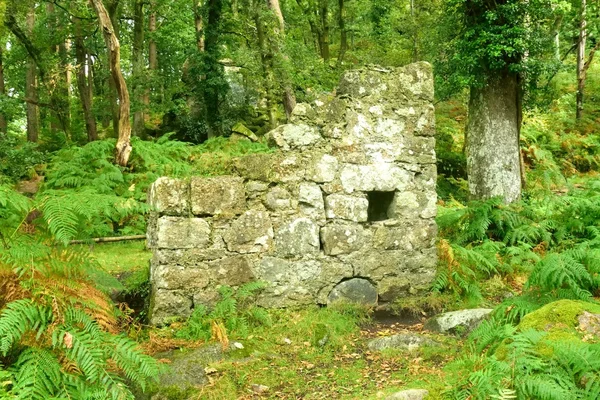 Zauberhafter Wald, Wildwasser über den Felsen in der Schlucht. — Stockfoto