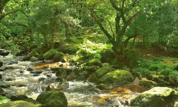 Kouzelné lesní, divoké vodě po skalách v soutěsce. — Stock fotografie