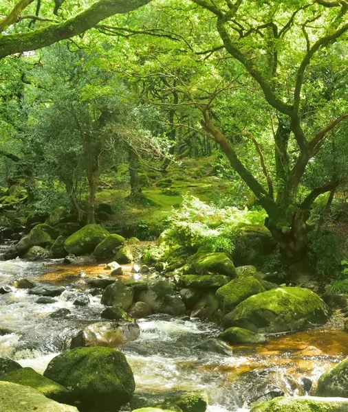 Magiczne lasy, biała woda po skałach w gorge. — Zdjęcie stockowe