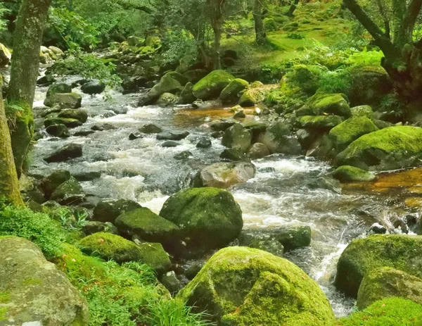 Forêt magique, eau blanche au-dessus des rochers dans la gorge . — Photo