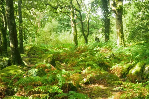 Zauberhafter Wald, Wildwasser über den Felsen in der Schlucht. — Stockfoto