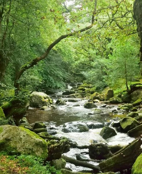 Kouzelné lesní, divoké vodě po skalách v soutěsce. — Stock fotografie