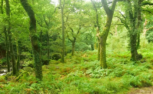 Zauberhafter Wald, Wildwasser über den Felsen in der Schlucht. — Stockfoto