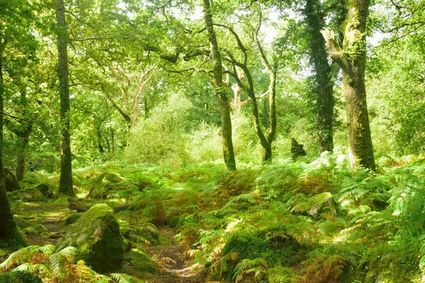 Zauberhafter Wald, Wildwasser über den Felsen in der Schlucht. — Stockfoto