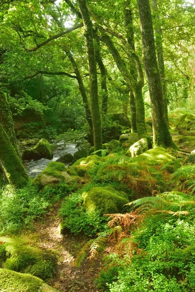 Forêt magique, eau blanche au-dessus des rochers dans la gorge . — Photo