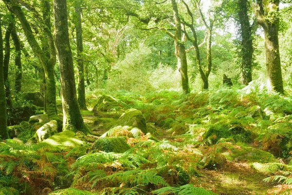 Magical woodland, white water over the rocks in the gorge. — Stock Photo, Image