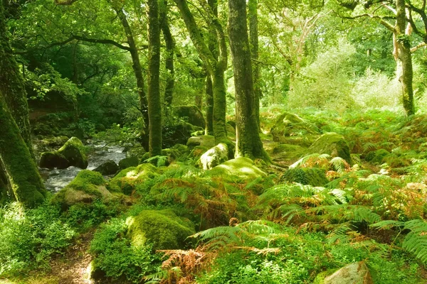 Forêt magique, eau blanche au-dessus des rochers dans la gorge . Image En Vente