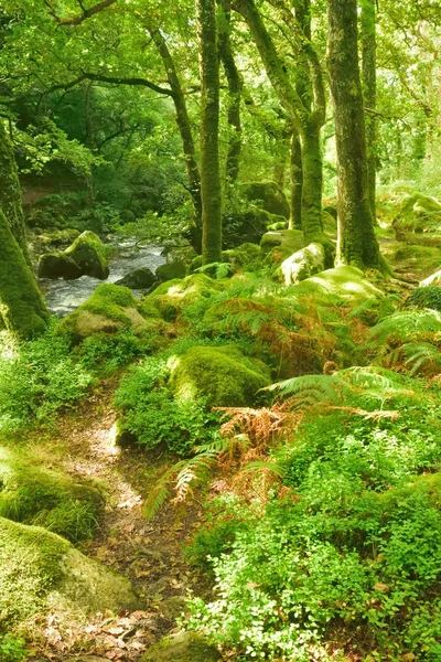 Forêt magique, eau blanche au-dessus des rochers dans la gorge . Photos De Stock Libres De Droits