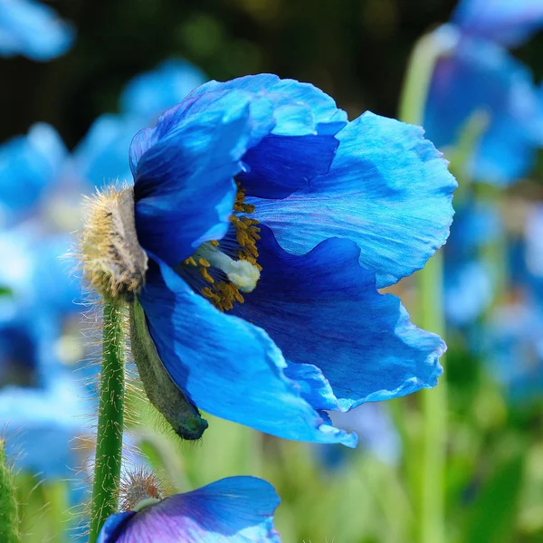 Meconopsis. Amapola de Himalyan —  Fotos de Stock