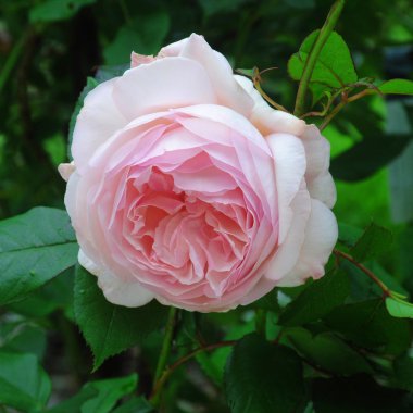 Shropshire delikanlı