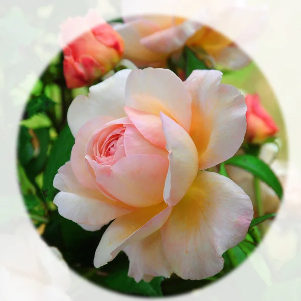 Shropshire delikanlı