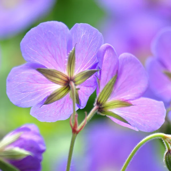 Winterharte Geranien — Stockfoto